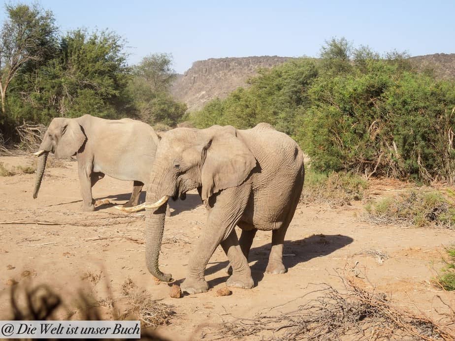Damaraland und seine Wüstenelefanten