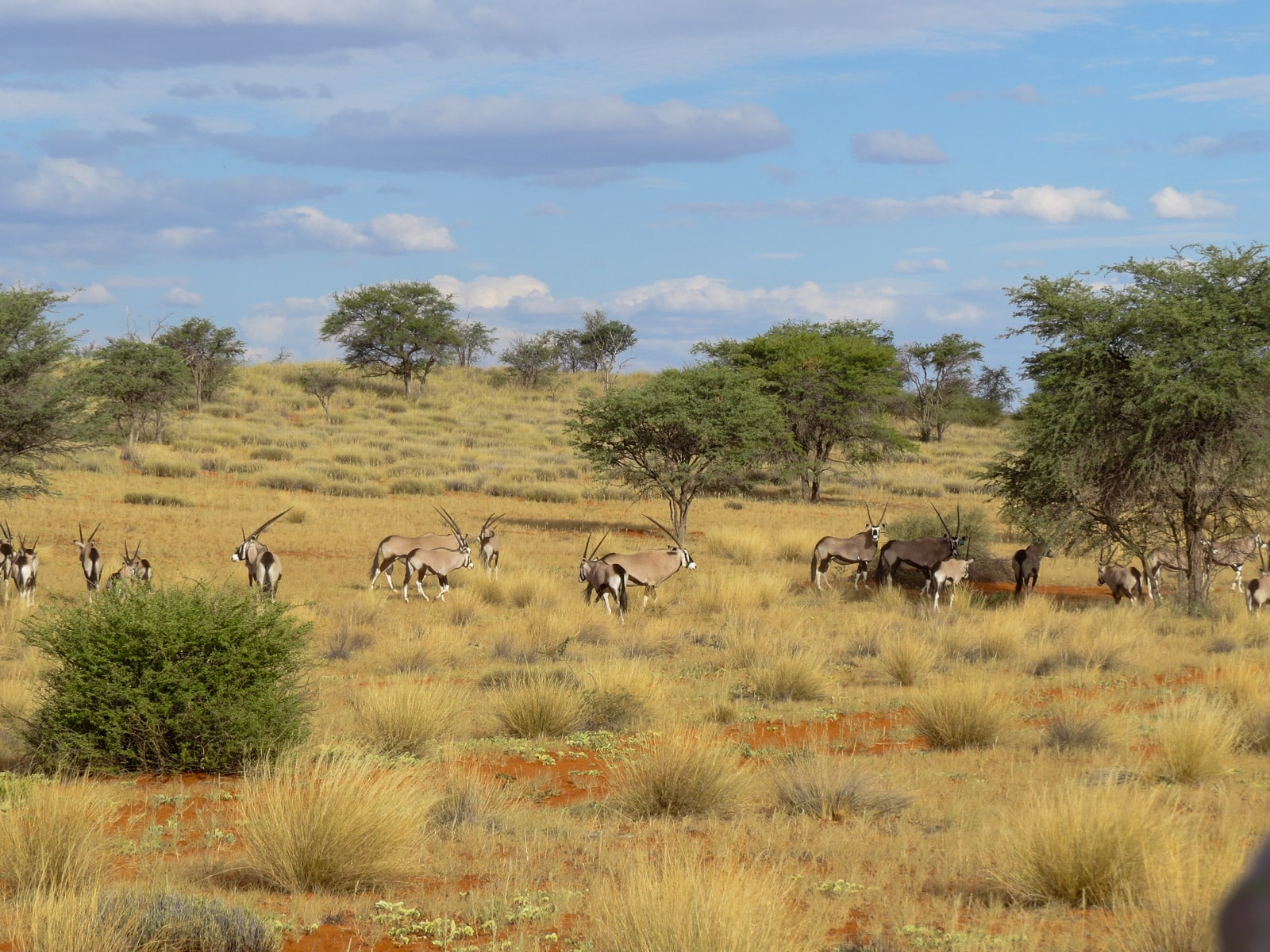 Oryxantilopen in der Dünenlandschaft
