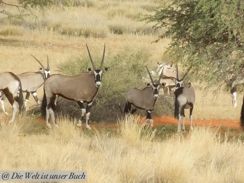 Oryxantilopen in Namibia