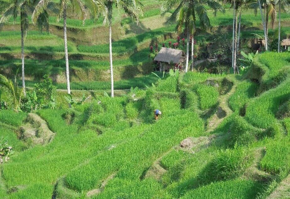 Bali entdecken - wie die Reisterassen von Tagelang